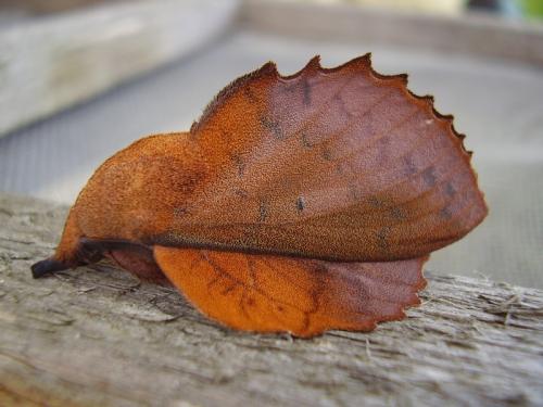 photo de papillon