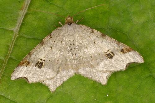 Réf. 21 749 : Macaria alternata