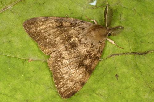 Lymantria dispar