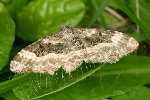 Epirrhoe alternata