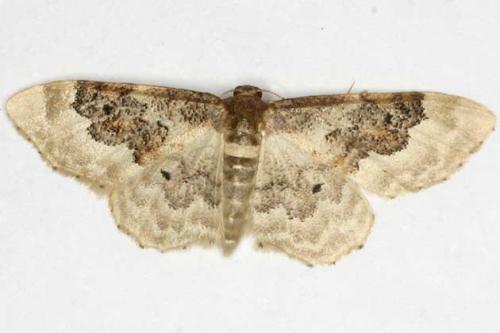 Réf. 21 186 : Idaea rusticata