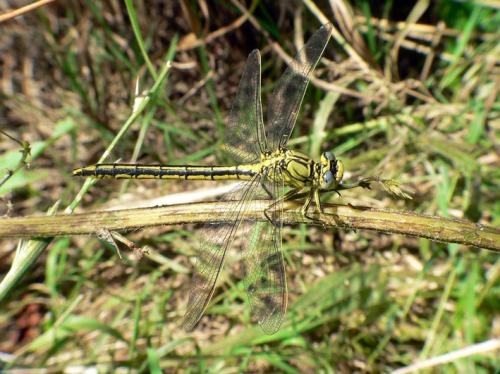 Gomphus pulchellus
