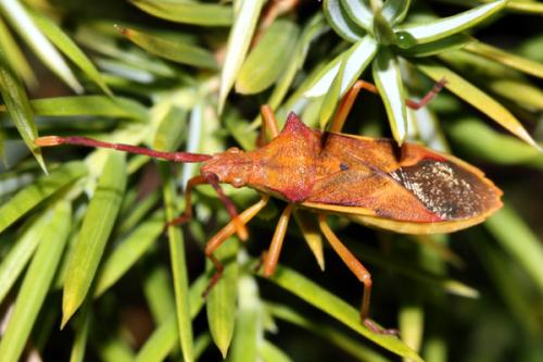 Réf. 21 623 : Gonocerus juniperi