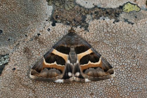 Réf. 21 183 : Grammodes stolida