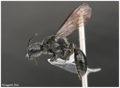 Réf. 21 282 : Pemphredon lugubris