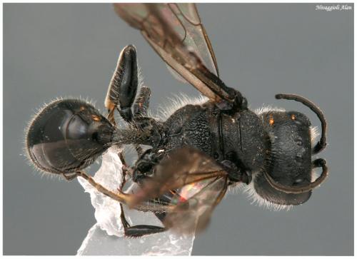 Réf. 21 312 : Pemphredon lugubris