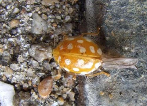 Halyzia sedecimguttata