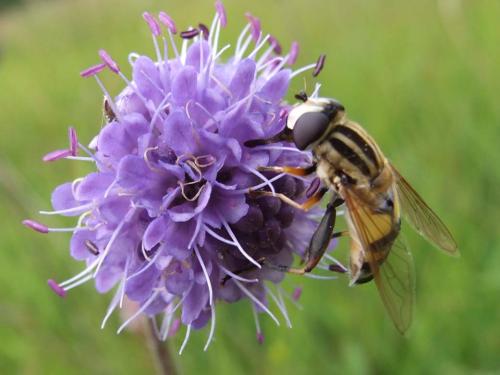 Helophilus trivittatus