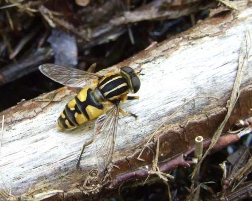 Réf. 21 488 : Helophilus pendulus