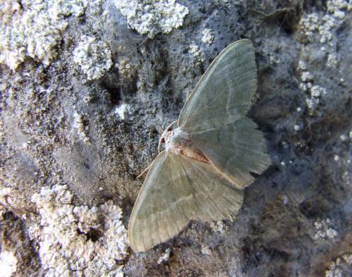 Réf. 21 203 : Hemithea aestivaria