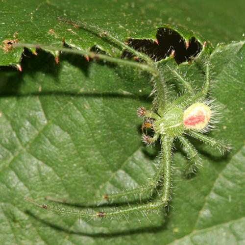 Heriaeus sp.