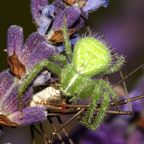 Heriaeus hirtus