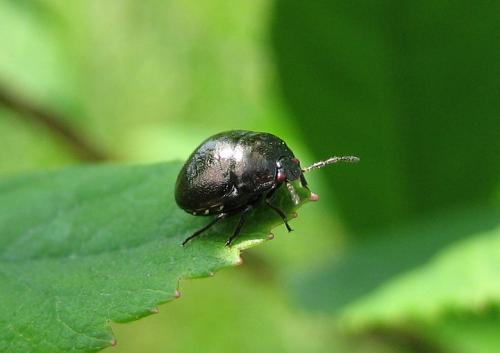 Coptosoma scutellatum