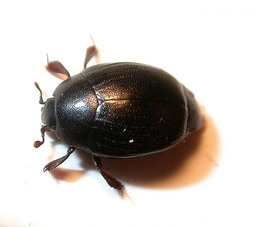 Réf. 21 437 : Dendrophilus punctatus punctatus
