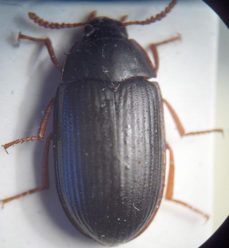 Platydema europaea