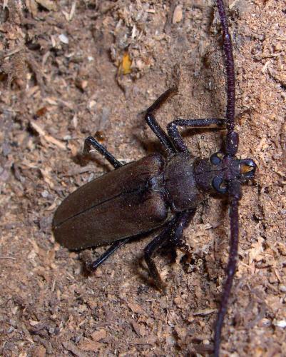 Aegosoma scabricorne