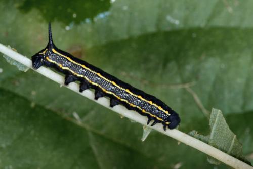 Hyles livornica