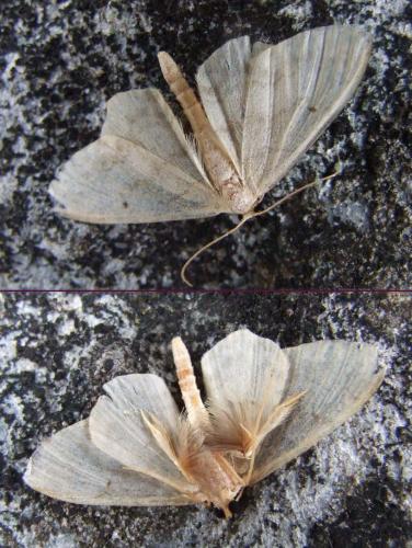 Réf. 21 571 : Idaea biselata