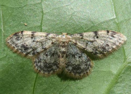 Idaea contiguaria