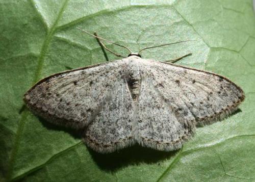 Réf. 21 537 : Scopula marginepunctata