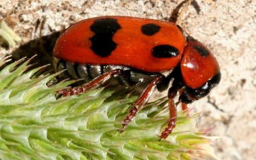 Réf. 21 954 : Clytra atraphaxidis