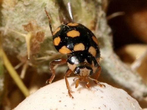Réf. 21 907 : Coccinula quatuordecimpustulata