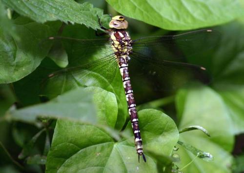 Aeshna cyanea