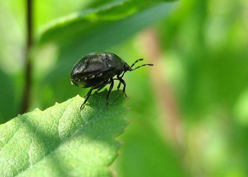 Coptosoma scutellatum