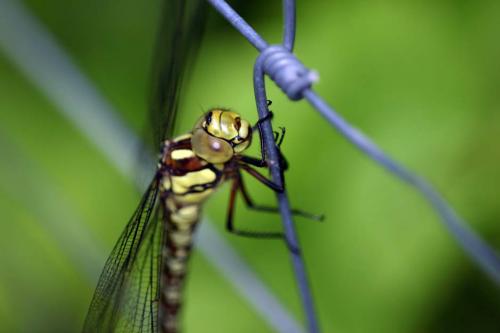 Aeshna cyanea
