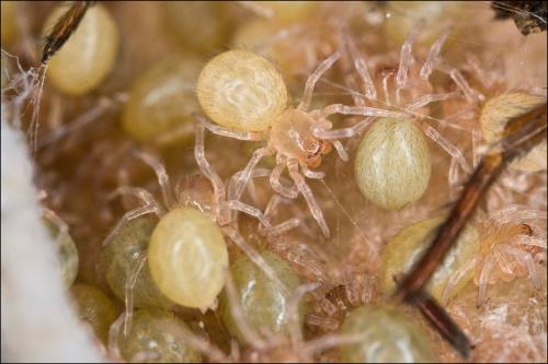 Réf. 21 087 : Amaurobius ferox