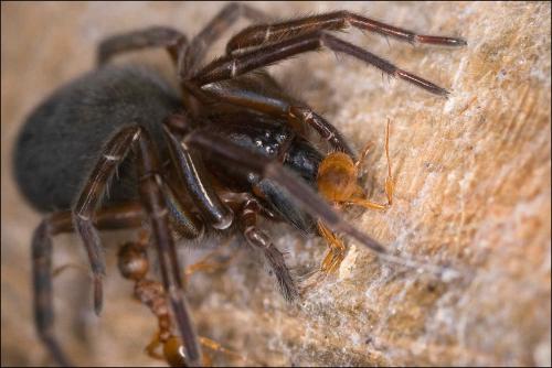 Amaurobius ferox