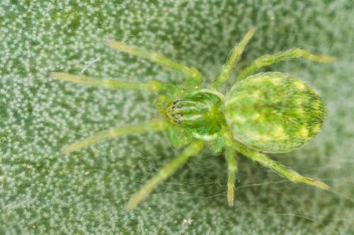 Nigma walckenaeri