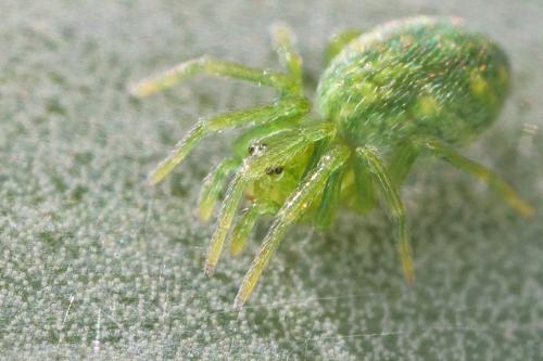 Nigma walckenaeri