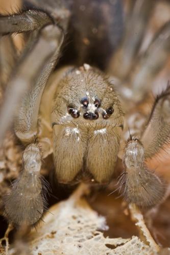 Amaurobius ferox