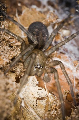 Réf. 21 166 : Amaurobius ferox