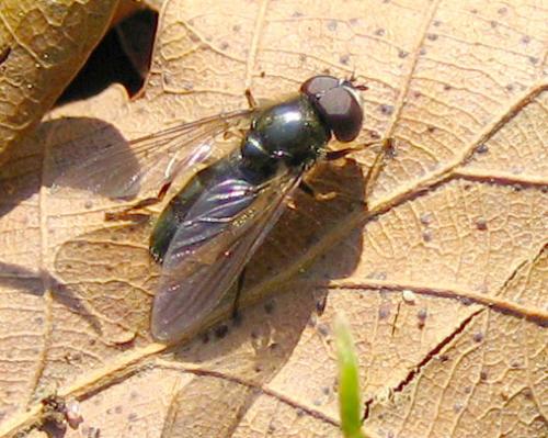 Cheilosia sp.