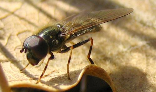 Cheilosia sp.