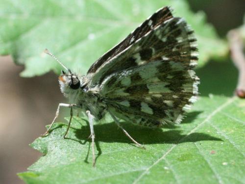 Réf. 21 788 : Pyrgus sp.