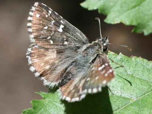 Réf. 21 789 : Pyrgus sp.
