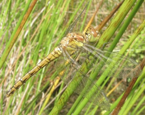 Sympetrum striolatum
