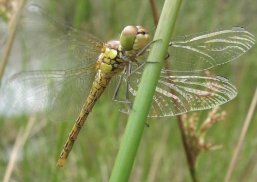 Sympetrum striolatum