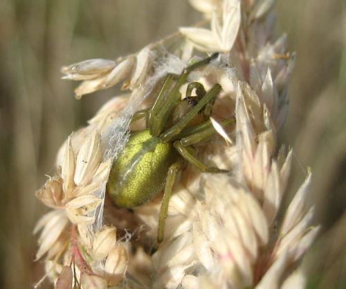 Réf. 21 198 : Cheiracanthium sp.