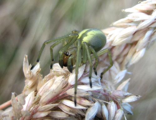 Réf. 21 199 : Cheiracanthium sp.