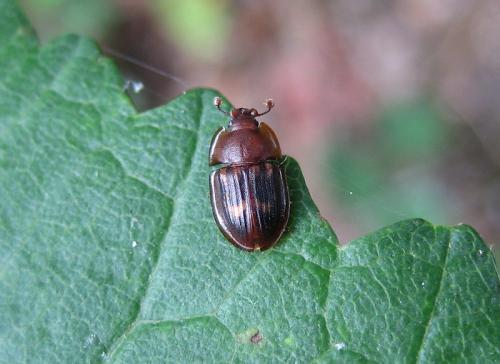 Amphotis marginata