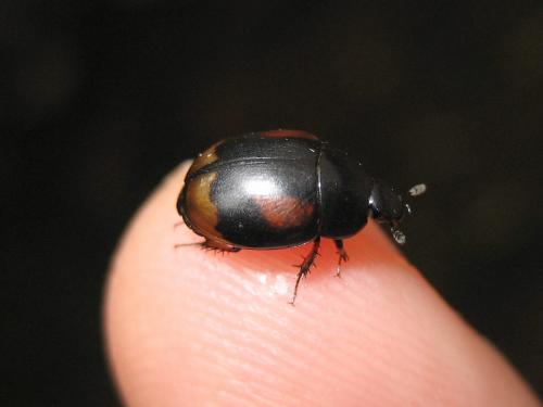 Réf. 21 053 : Sphaeridium sp.