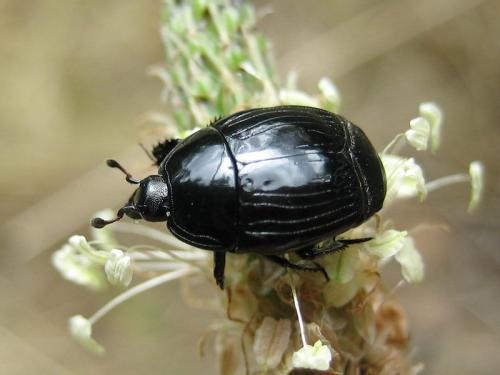 Margarinotus brunneus