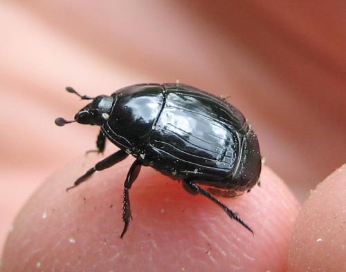 Margarinotus brunneus
