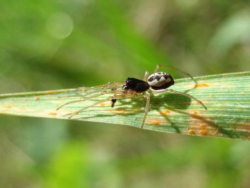 Pachygnatha degeeri