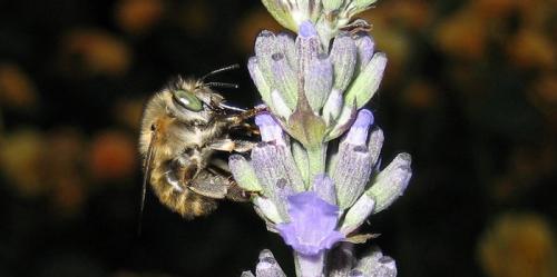 Réf. 21 643 : Anthophora quadrimaculata
