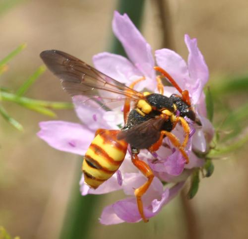 Réf. 21 479 : Nomada mauritanica
